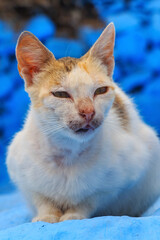 Portrait of the elegant ginger cat in Morocco.