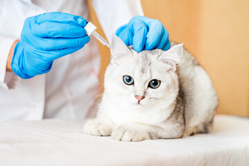 examination of a cat by a veterinarian in a vet clinic. Scottish chinchilla straight,
