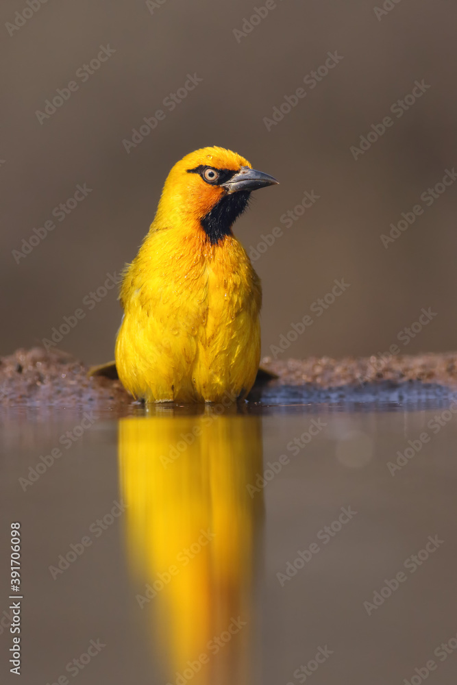 Wall mural The spectacled weaver (Ploceus ocularis) in the small pond. A distinctly yellow weaver with a black neck and a yellow eye by the water.