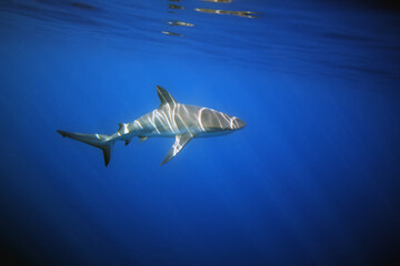 The Caribbean reef shark (Carcharhinus perezii) underwater with sun drawing. A reef shark atypically at the sea surface.