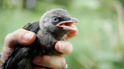 Child Baby Crow Petting, Kid Helping a Lost Raven, Crow Cub in Hands, Girl with Bird, Children Rescues Animals