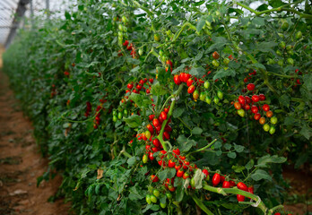 View of partially ripened red tomatoes growing in modern industrial hothouse