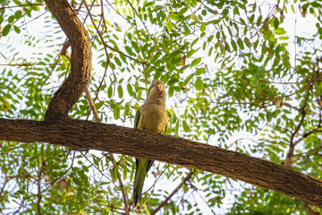 Wild parrot sits on a tree surrounded by green foliage.