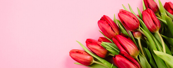 A beautiful bouquet of red tulips on a pink background, a blank for advertising, postcards or other printed products.