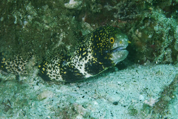 Small moray eel