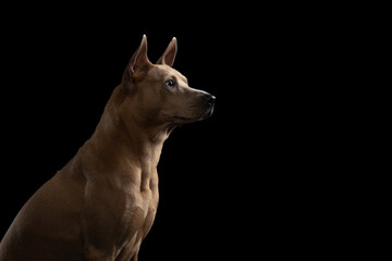 nice dog on a black background. Thai ridgeback in studio