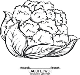 Cauliflower. Vector hand drawn vegetables isolated on white background