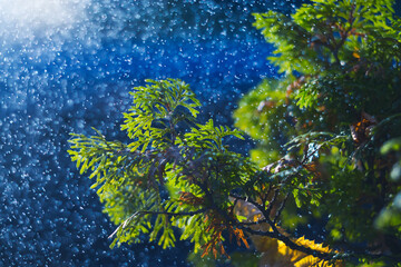 Fototapeta na wymiar Raindrops and snow on Thuja twigs close-up. Beautiful splashes on a green leaves. Magic Christmas, New Year, ecological design. Blue conifer natural background. Botanical abstract wallpaper