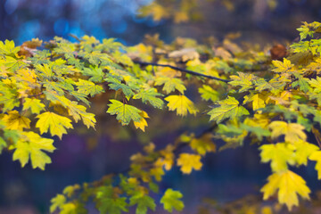 Autumn blue maple background. Bright gold colored and yellow leaves. Magic light bokeh flares and rain drops. Seasonal wallpaper. Free space for text