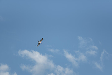 Fototapeta na wymiar Sea gull in flight on a blue sky