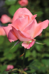 ピンク ローズ 薔薇 バラ フラワー かわいい パステル