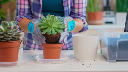 Closeup of woman replanting houseplant in the kitchen. Holding succulent flower on camera planting in ceramic pot using shovel, gloves, fertil soil and flowers for house decoration.