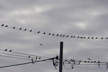 birds on wires