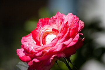 Blooming red rose