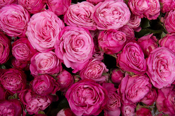 beautiful background pink roses