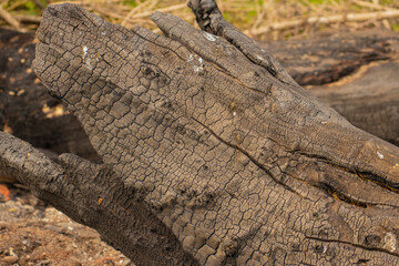 Detail of a charred broken tree trunk, Georgia.