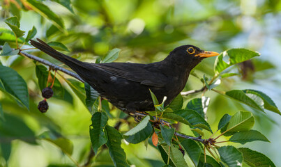 common or eurasian blackbird (turdus merula) on cherry twig
