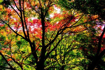 朝地の紅葉