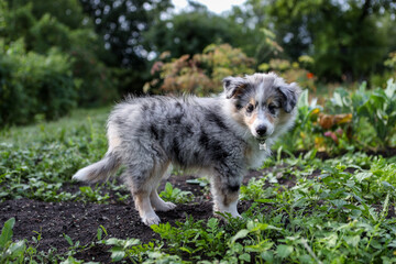 Small, young shetland sheepdog blue merle sheltie puppy in countryside garden.