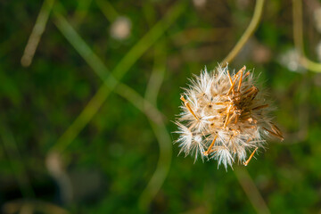 The seed of the grass ready for growth.