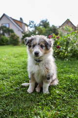 Small shetland sheepdog puppy sitting on grass.