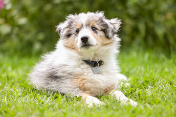 Beautiful small shetland sheepdog sheltie puppy with flowers on the background.