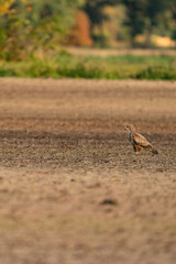 Buzzard bird of prey sits in a pasture in brown sand, buteo buteo. In side view