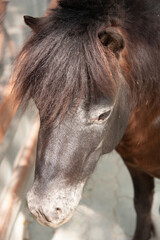 Taken from above, brown horse with white eyes