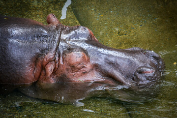 A brown hippopotamus lying in the water.