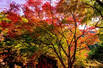 耶馬渓の紅葉
