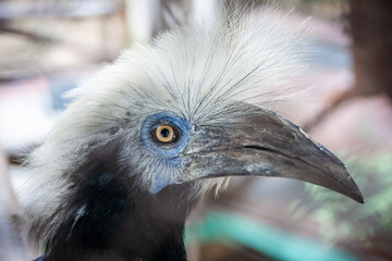 close up of a bird of prey with blue-eyed edges