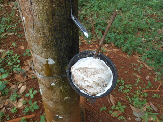 Hevea. a tree whose SAP is used to make rubber