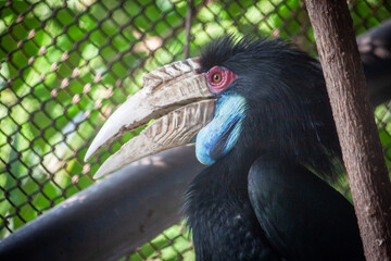 A black Wreathed Hornbill (Rhyticeros undulatus) perched on a branch, looking forward and