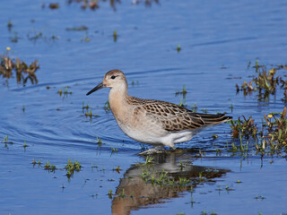 Ruff (Calidris pugnax)