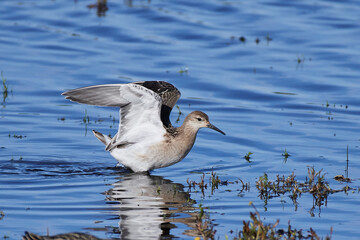 Ruff (Calidris pugnax)
