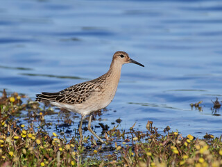 Ruff (Calidris pugnax)