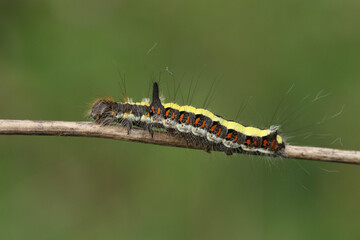 A Grey Dagger Moth Caterpillar, Acronicta psi, walking along a branch in a wooded area.	