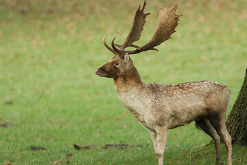 A stunning buck Fallow Deer, Dama dama, standing in a field at the edge of woodland during the rut.
