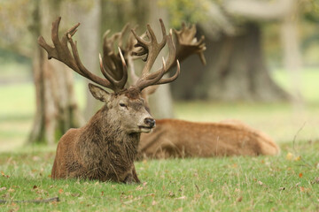 Naklejka na ściany i meble A large stag Red Deer, Cervus elaphus, resting in a meadow during rutting season.