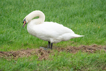 Mute white swan, close up of full body, with grass in the background