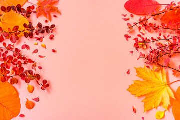 Fototapeta na wymiar Red, scarlet, and yellow leaves of barberry and maple on a pink background as a beautiful autumn background