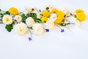 Layout of autumn yellow and white chrysanthemums on white background with copy space