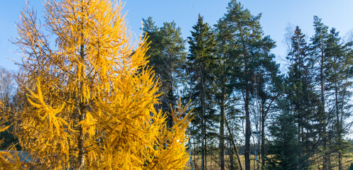 Bright yellow larch tree against the background of a pine forest in deep autumn