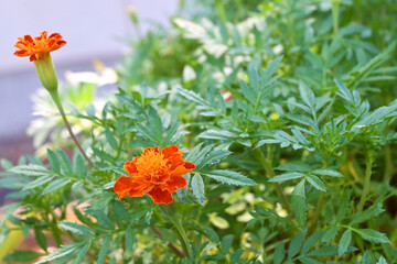 日差しに向かうマリーゴールド