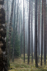 Birches, pines and spruces covered in morning mist. Mystical mood in beautiful forests in Masurian region, Poland. Selective focus on the tree trunks, blurred background.