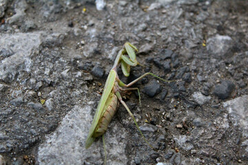 green mantis on the ground in autumn
