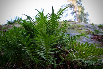 plant