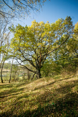 Obraz premium trees in autumn