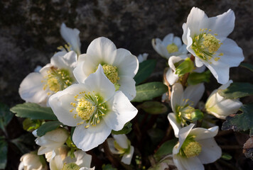 fiori bianchi di elleboro in inverno