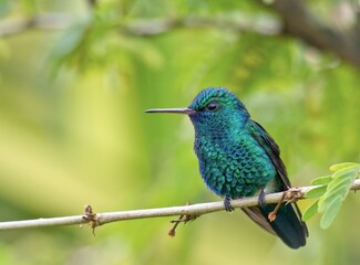 Guyane